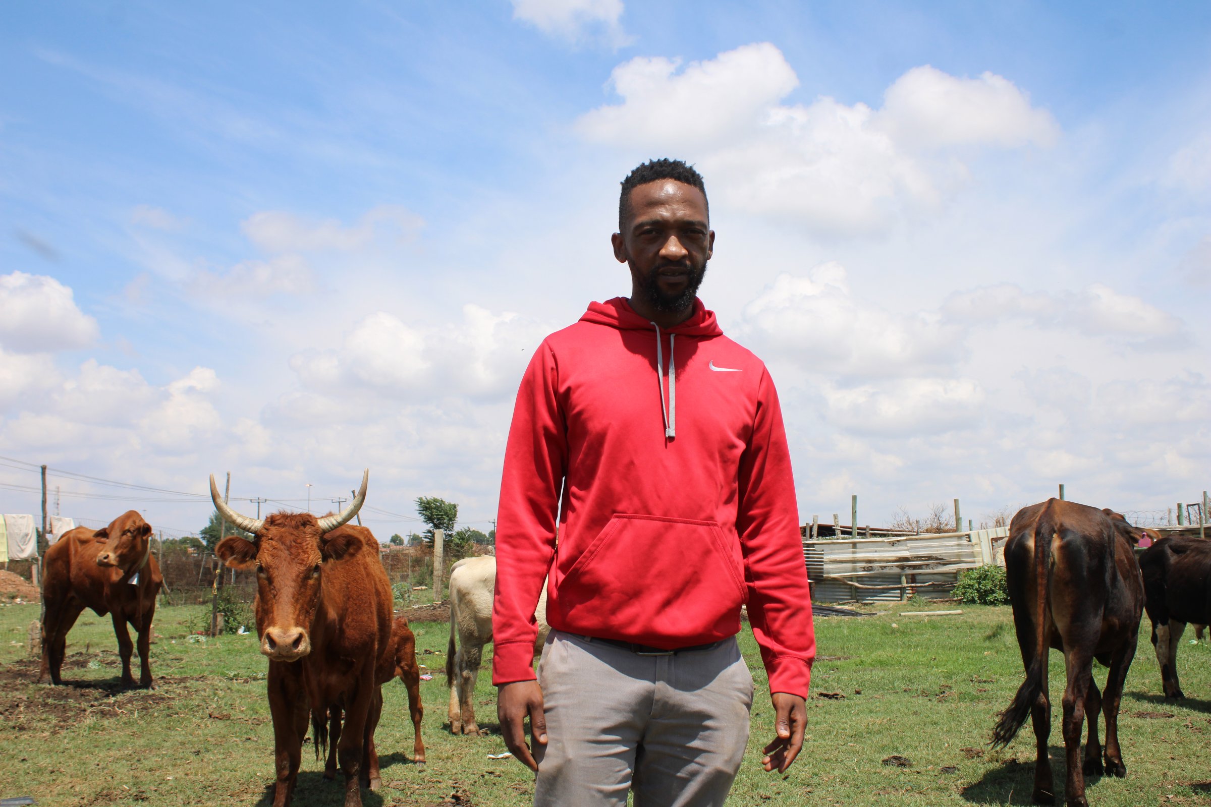 Éleveur depuis deux ans, Kumbulani explique que le lait de ses vaches est refusé par le marché car potentiellement toxique (novembre 2025).