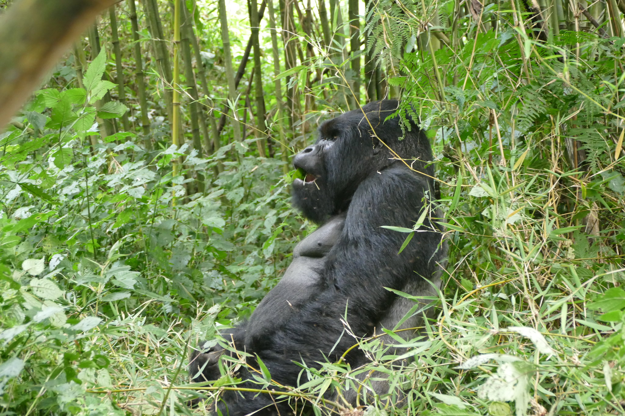 Un gorille des montagnes, une espèce protégée, dans le Parc national des Virunga (RD Congo, 2016).