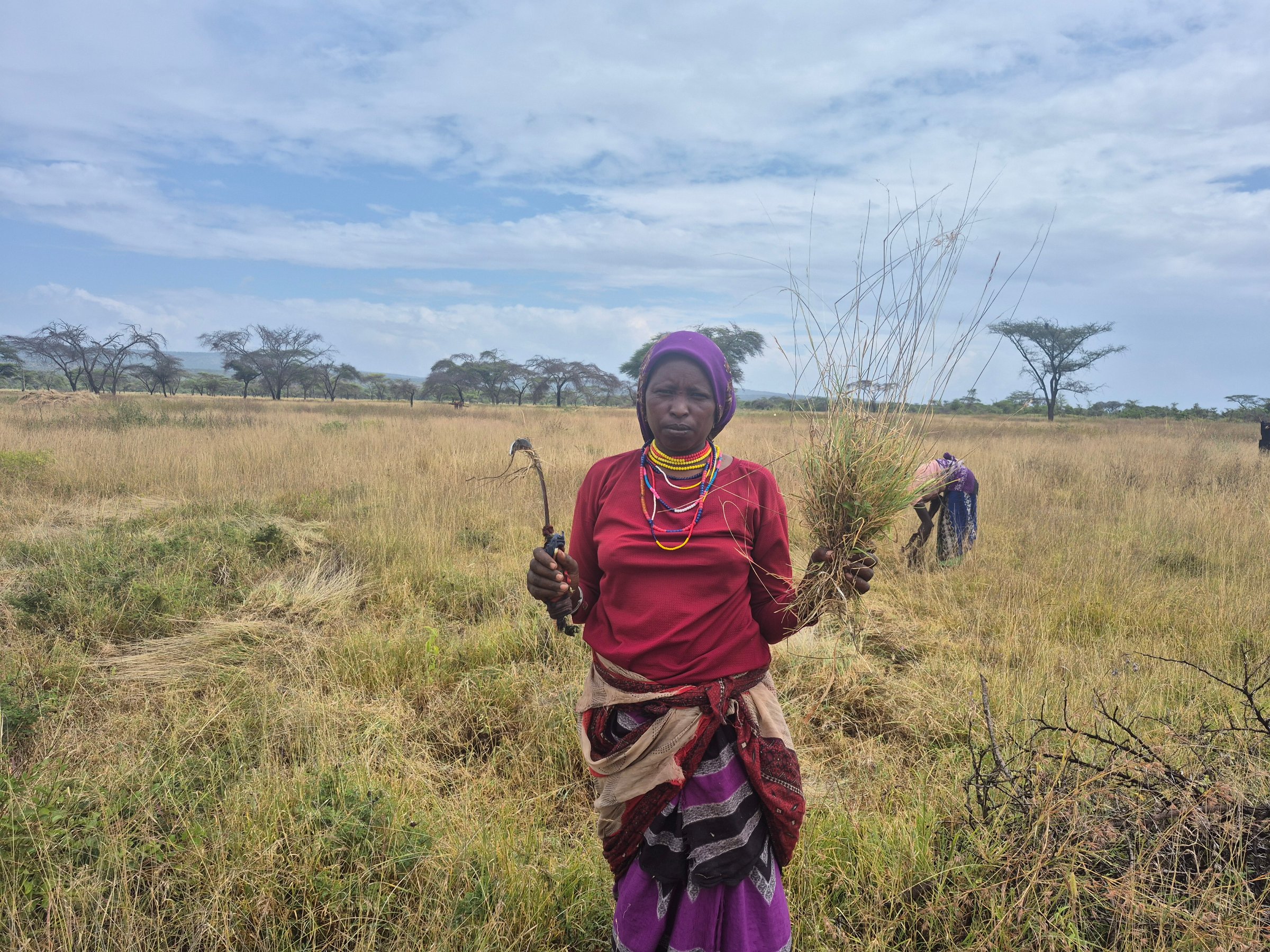 Après avoir perdu ses bovins lors de la précédente sécheresse, Tunit Doyo travaille comme ouvrière agricole pour constituer de nouvelles réserves de fourrage (plaines du Borana, décembre 2025).