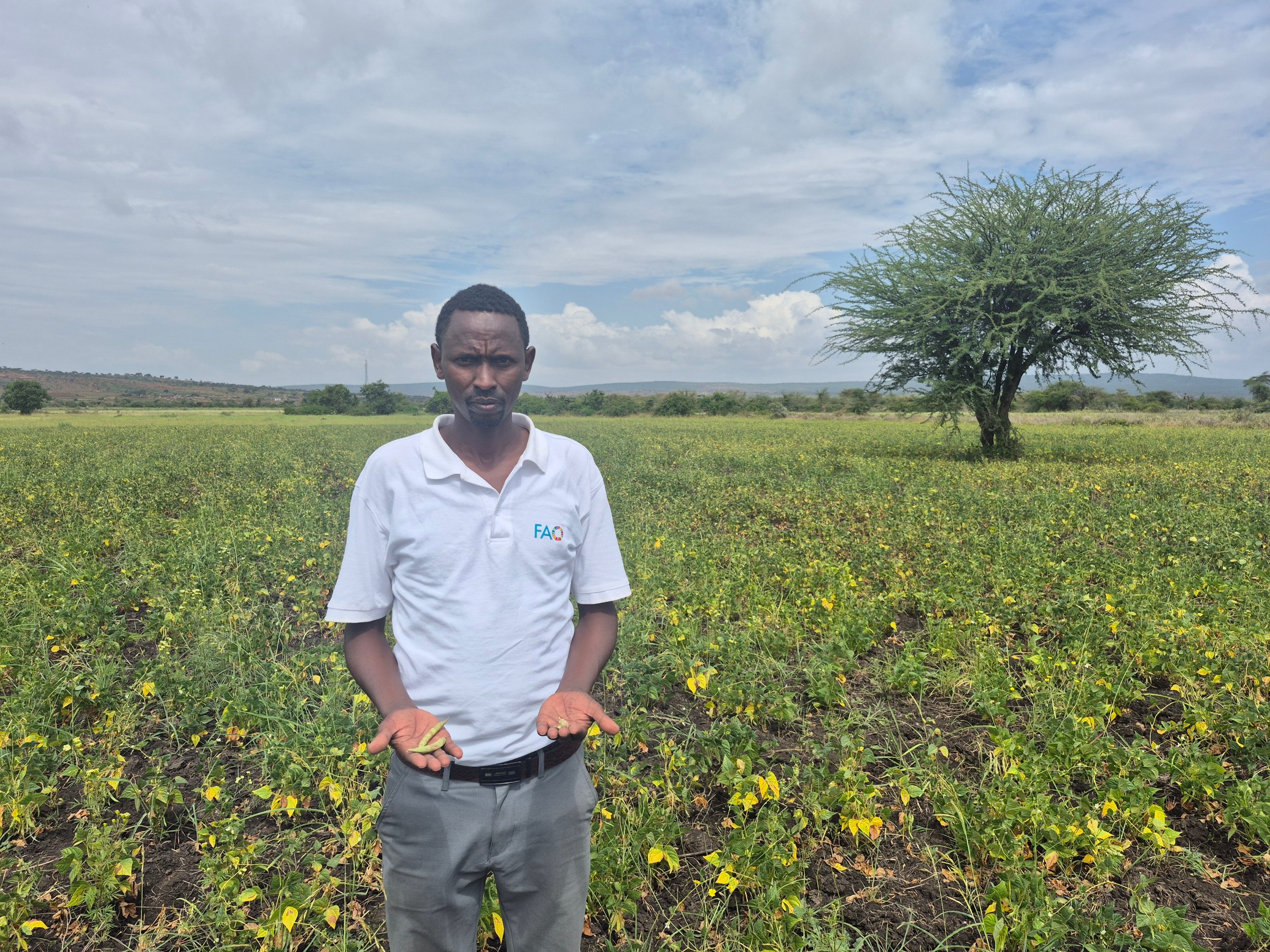 L'expert agricole Galma Liban montre les quelques haricots qui ont réussi à pousser sur son champ, malgré le manque de pluie (plaines du Borana, décembre 2025).