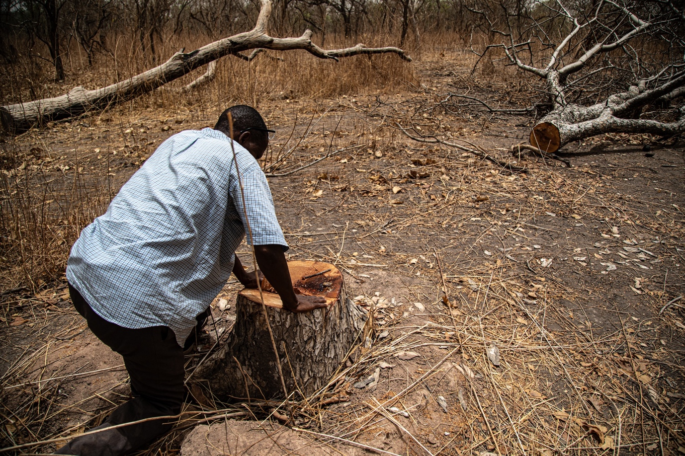 Mamadou Manga près d'un arbre abattu : {« On peut encore voir la sève rouge sang qui s'écoule, d'où le nom de bois de rose. »}