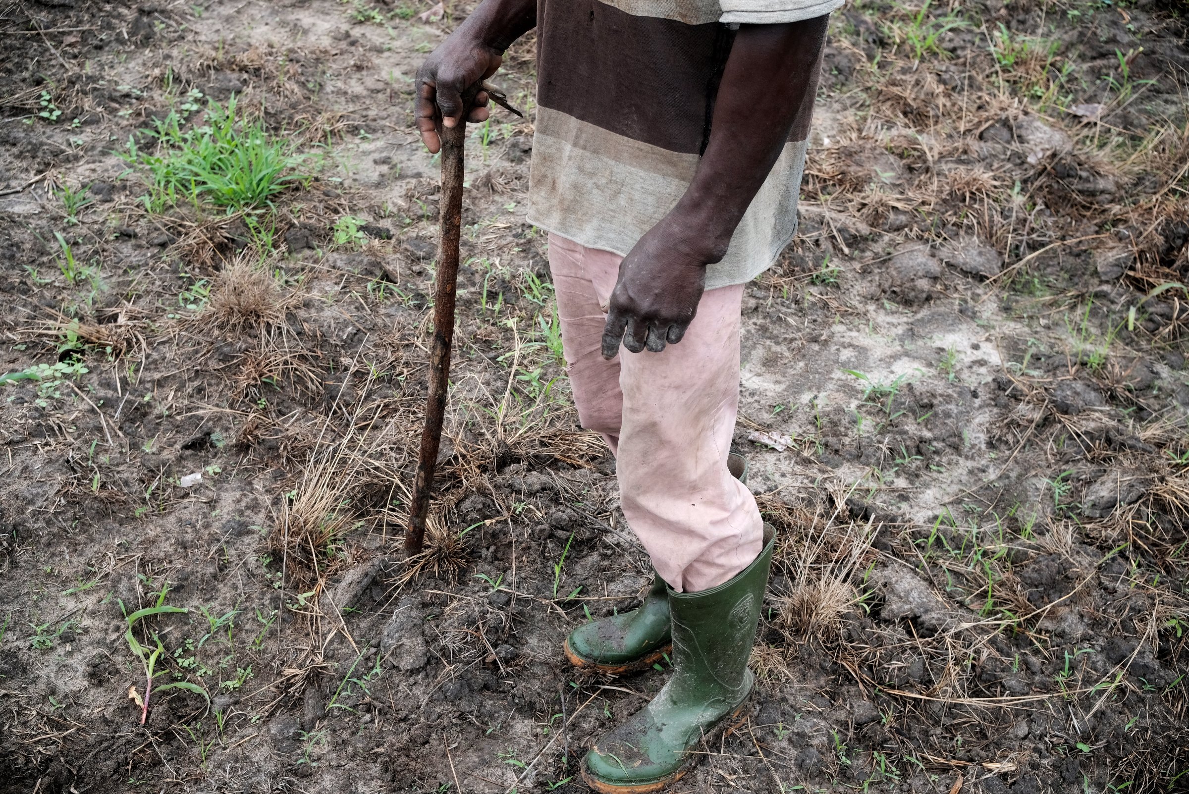 Un agriculteur lobi dans son champ mis à sac par des bœufs, région du Bounkani, Côte d'Ivoire, 2025.