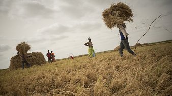 The image depicts a rural scene where several individuals are engaged in harvesting rice. In the foreground, one person is lifting a large bundle of straw or rice. In the background, a group of people can be seen working together, possibly stacking harvested straw into larger piles. The landscape appears to be an open field with golden, recently harvested rice plants scattered across the ground. The sky is overcast, suggesting a cloudy day. The atmosphere seems industrious, highlighting the communal effort in agricultural work.