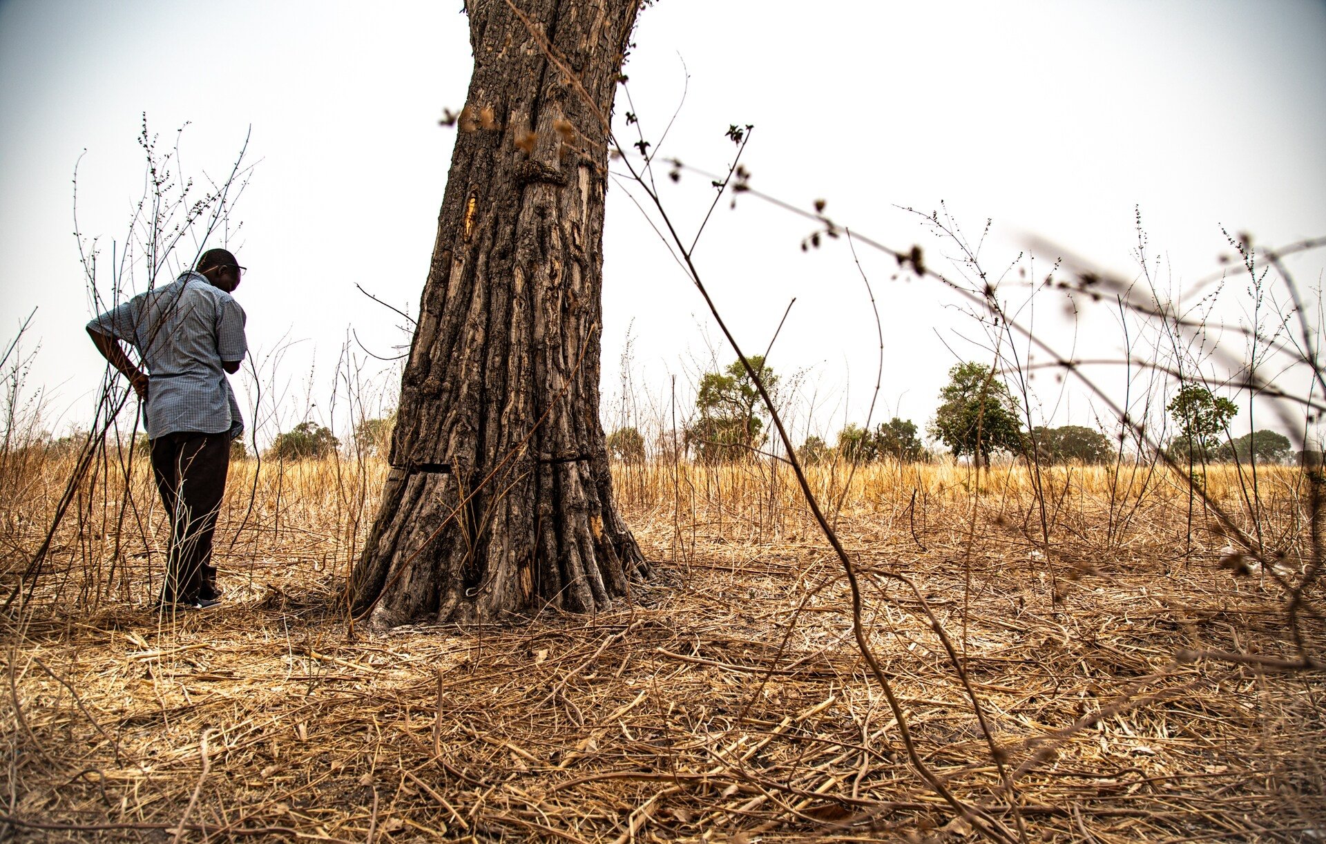 Dans cette image, on voit un homme debout près d'un grand arbre dans un paysage sec. L'arbre a un tronc épais et une écorce striée. Le sol est couvert de longues herbes jaunes et brunes, suggérant un environnement aride. À l'arrière-plan, on aperçoit quelques arbres dispersés dans la prairie, mais le paysage est principalement dégagé. L'homme, vêtu d'une chemise claire et de pantalons sombres, semble observer l'arbre avec attention. L'atmosphère générale évoque une sensation de calme, malgré la sécheresse du terrain.
