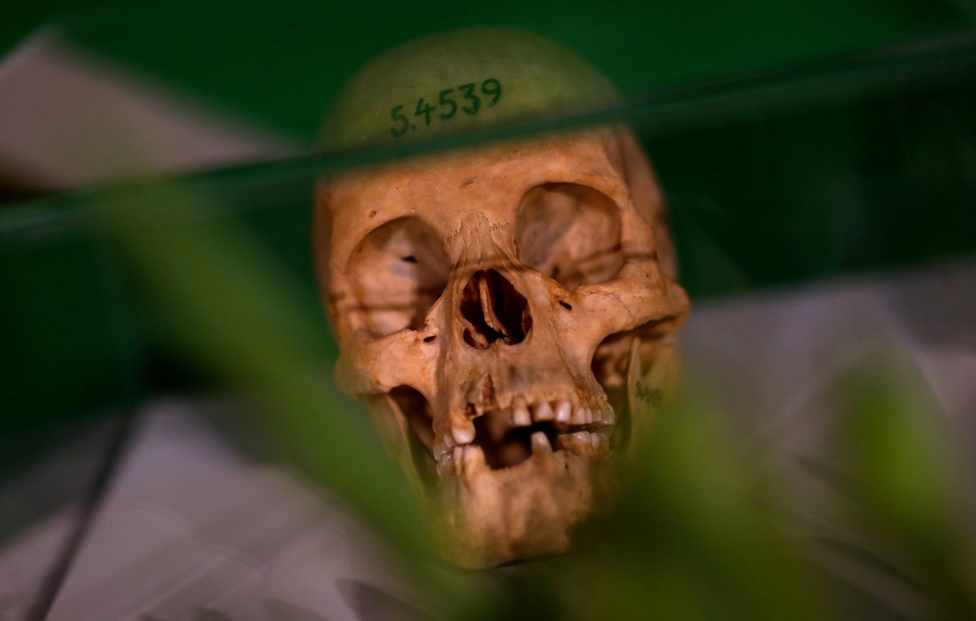 L'image montre un crâne humain placé sous une vitrine. Le crâne est beige, avec des détails visibles des dents et des cavités. Un numéro, "S.4539", est inscrit sur le sommet du crâne. En arrière-plan, on aperçoit des formes floues qui semblent être de la végétation, ajoutant une touche de verdure à la scène. La lumière se reflète légèrement sur le verre de la vitrine, créant un effet de transparence. L'ensemble dégage une ambiance à la fois scientifique et légèrement mystérieuse.