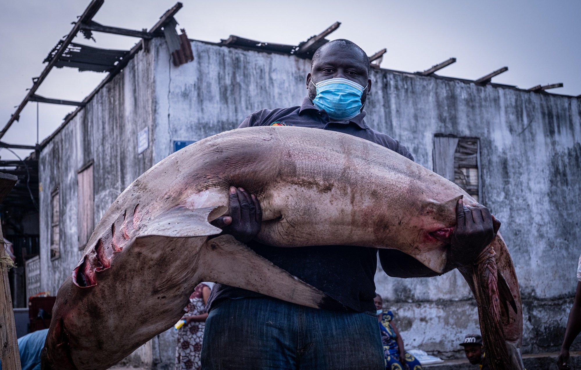 L'image montre un homme portant un gros poisson. Il est debout, affichant une expression sérieuse. Le poisson est d'une taille impressionnante, avec une peau claire et des coupures visibles sur son corps, ce qui suggère qu'il vient d'être pêché. L'homme porte un masque bleu, indiquant la nécessité de se protéger, possiblement en raison de l'environnement ou d'une pandémie. En arrière-plan, on aperçoit des bâtiments délabrés, ce qui donne une idée d'un cadre urbain ou portuaire. L'atmosphère générale est celle d'un marché de poissons ou d'une activité de pêche.