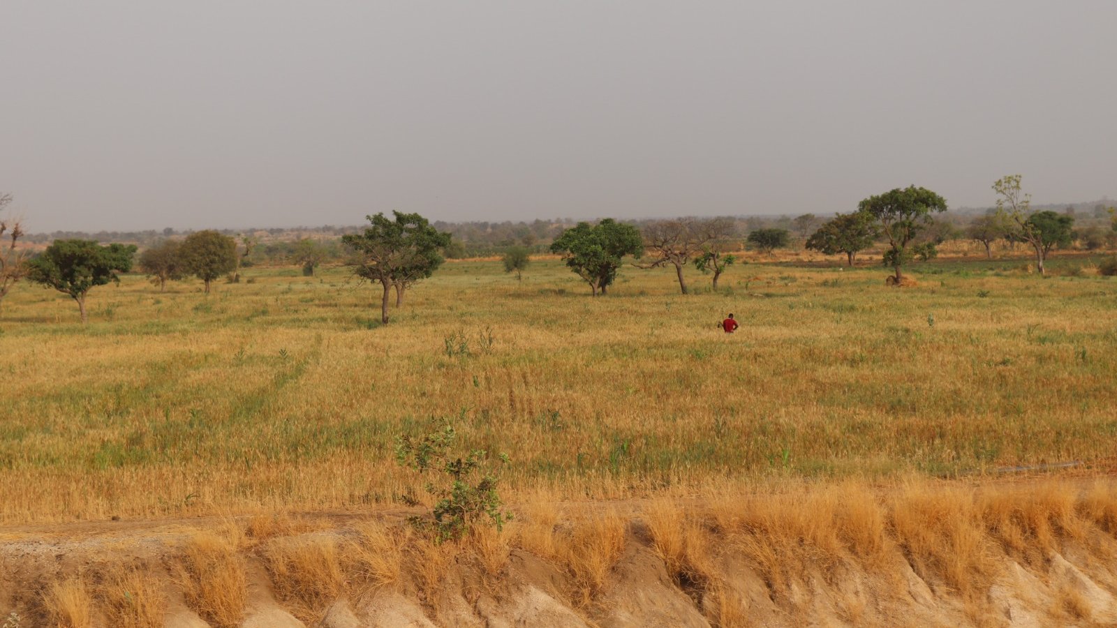 Cette image montre un vaste paysage de campagne. Au premier plan, on peut voir un sol légèrement incliné, avec une texture sèche et beige, indiquant une période de sécheresse. En arrière-plan, une étendue de champs couleur or se déploie, parsemée de quelques arbres verts à feuillage. Le ciel est couvert d'un léger nuage, créant une atmosphère calme et paisible. Au centre de la scène, une silhouette humaine, vêtue de rouge, se tient debout, semblant observer les alentours. L'ensemble dégage une impression de sérénité et de connexion avec la nature.