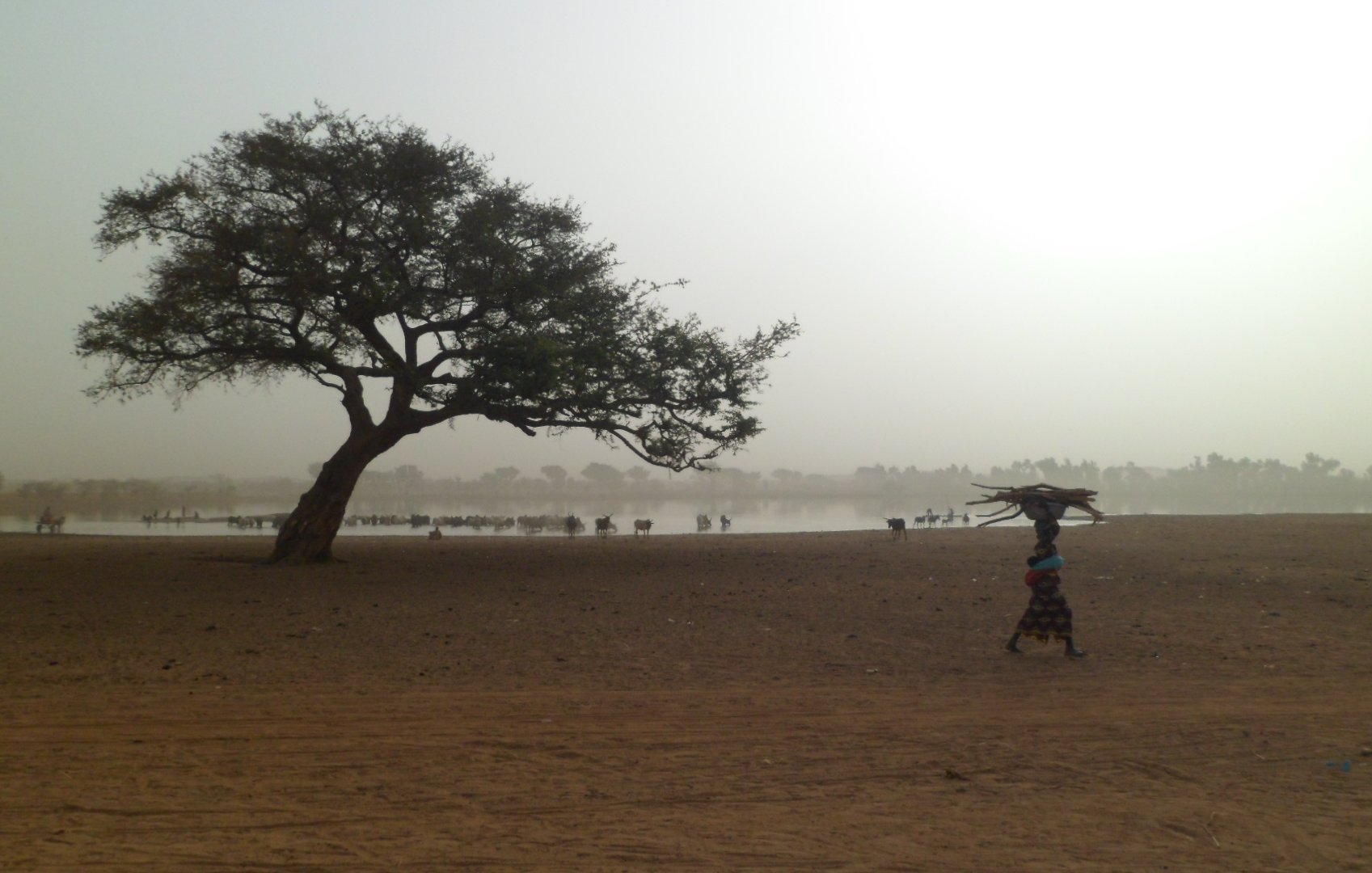 L'image montre un paysage aride dans une région sahélienne. Au premier plan, un grand arbre solitaire se dresse fièrement, ses branches s'étendant largement. La terre est sèche et poussiéreuse, avec une teinte brunâtre. À l'arrière-plan, on peut voir une étendue d'eau calme, probablement un lac ou un marécage, entouré d'arbres et de buissons. À droite, une femme transporte une charge sur sa tête, se dirigeant vers l'eau. L'atmosphère est légèrement brumeuse, suggérant une chaleur intense et un ciel clair, ce qui donne une impression de tranquillité et d'isolement.