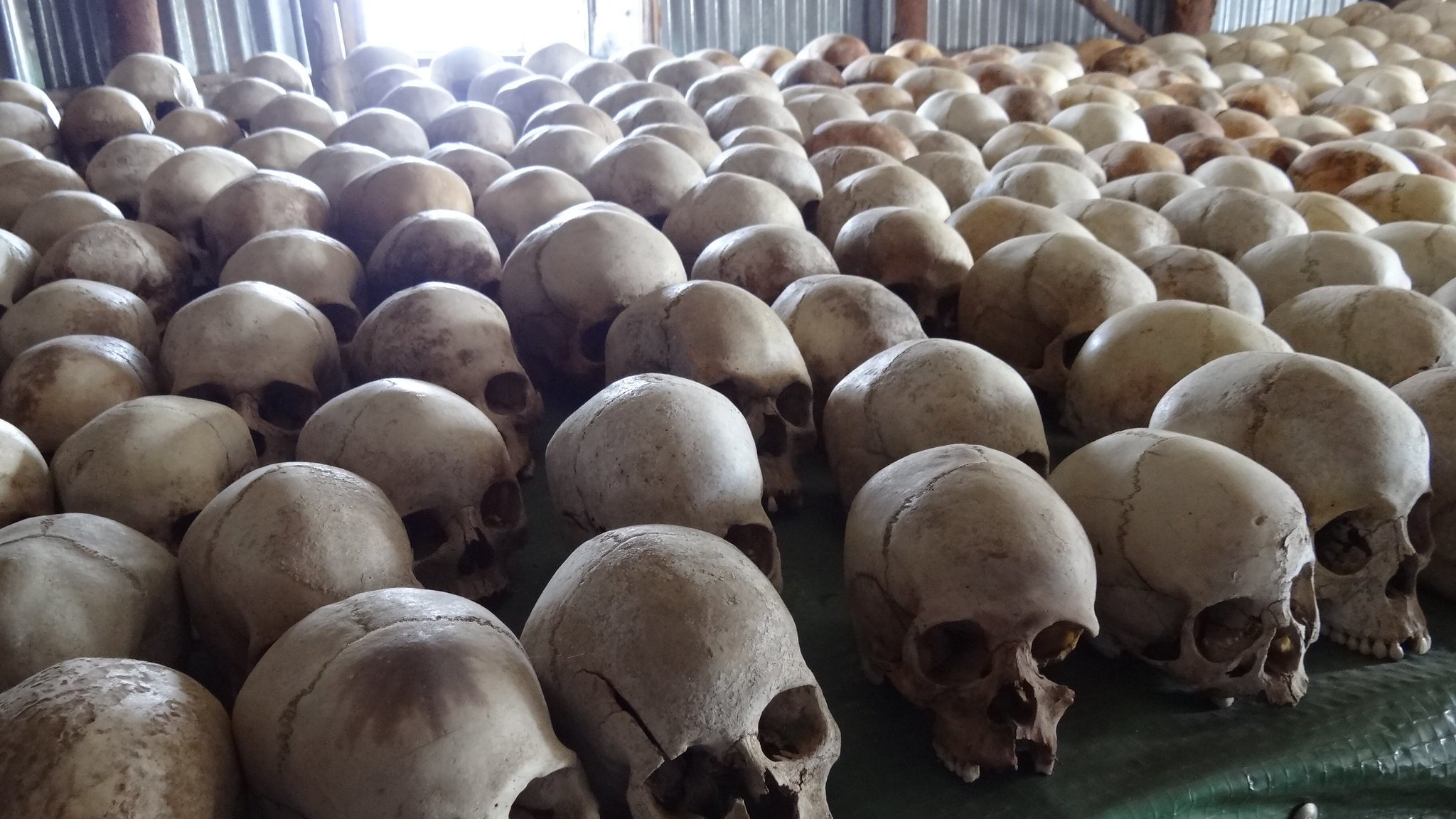 Cette image présente une vue d'un grand nombre de crânes humains disposés sur une surface, probablement une table ou un revêtement. Les crânes sont en différents tons de beige et de blanc, avec des textures osseuses visibles, et certains montrent des fissures ou des imperfections. L'éclairage provient d'une fenêtre derrière eux, créant un contraste entre l'ombre des crânes et la lumière qui pénètre dans la pièce. L'ensemble donne une impression de sérieux et de calme, accentuant la nature historique ou mémoriale de l'affichage.