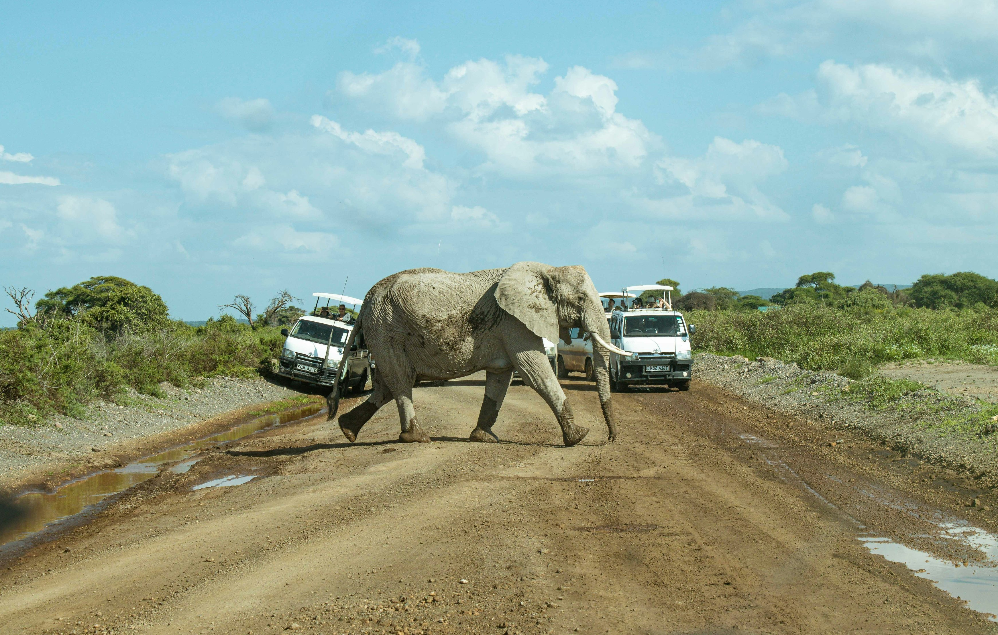 L'image montre un éléphant majestueux traversant une route en terre battue. L'éléphant se déplace lentement au centre de la route, tandis que deux véhicules tout-terrain s'arrêtent sur les côtés pour lui laisser le passage. La scène est baignée dans une lumière douce, avec un ciel bleu parsemé de nuages blancs. Au loin, on aperçoit une végétation verte et des arbres, évoquant un environnement naturel sauvage. L'atmosphère est paisible, capturant un moment d'interaction entre la faune et les visiteurs.