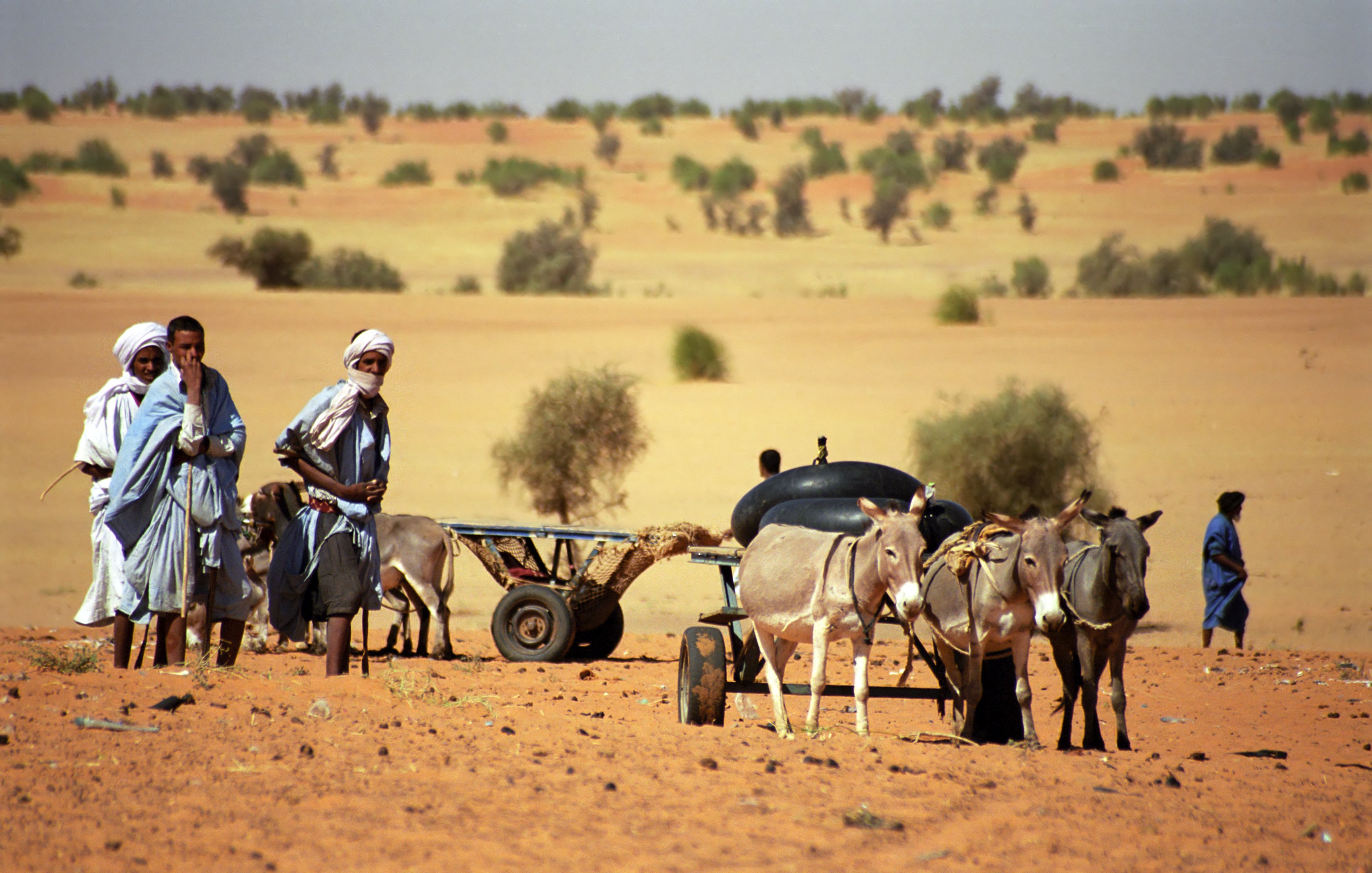 Dans cette image, vous pouvez imaginer un paysage désertique ensoleillé. Le sol est recouvert de sable doré, et au loin, on aperçoit des touffes de petits arbres. Au premier plan, deux hommes, vêtus de vêtements traditionnels, marchent à côté d'un âne qui tire une charrette. La charrette est simple, avec des roues en bois, et semble chargée. L'atmosphère dégage une sensation de chaleur et d'authenticité, typique des régions désertiques. À l'arrière, une silhouette d'un autre homme se profile, ajoutant à la scène un sentiment de communauté et de travail dans cet environnement aride.
