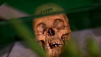 L'image montre un crâne humain placé sous une vitrine. Le crâne est beige, avec des détails visibles des dents et des cavités. Un numéro, "S.4539", est inscrit sur le sommet du crâne. En arrière-plan, on aperçoit des formes floues qui semblent être de la végétation, ajoutant une touche de verdure à la scène. La lumière se reflète légèrement sur le verre de la vitrine, créant un effet de transparence. L'ensemble dégage une ambiance à la fois scientifique et légèrement mystérieuse.