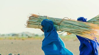 L'image représente deux personnes portant de lourdes charges de tiges de plantes sur leurs épaules. Elles sont habillées de longues robes, l'une en bleu clair et l'autre en bleu foncé. Leurs visages sont en partie voilés, ce qui renvoie à une culture particulière. La scène se déroule en extérieur, sur un terrain aride, avec des collines en arrière-plan et un ciel lumineux. L'atmosphère semble sereine, mettant en valeur l'effort des travailleurs dans un environnement naturel.
