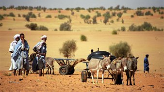Dans cette image, vous pouvez imaginer un paysage désertique ensoleillé. Le sol est recouvert de sable doré, et au loin, on aperçoit des touffes de petits arbres. Au premier plan, deux hommes, vêtus de vêtements traditionnels, marchent à côté d'un âne qui tire une charrette. La charrette est simple, avec des roues en bois, et semble chargée. L'atmosphère dégage une sensation de chaleur et d'authenticité, typique des régions désertiques. À l'arrière, une silhouette d'un autre homme se profile, ajoutant à la scène un sentiment de communauté et de travail dans cet environnement aride.