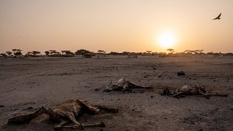 L'image montre un paysage désertique à la lumière du coucher de soleil. Le sol est aride, couvert de poussière et de petites pierres, et l'horizon est dégagé. Au premier plan, on voit plusieurs carcasses d'animaux, probablement des animaux de pâturage, gisant sur le sol. Leur état indique une mort récente, sans signes de vie autour. À l'arrière-plan, des silhouettes d'arbres se dessinent contre le ciel orangé. Un oiseau vole au-dessus, ajoutant une note de solitude à la scène. L'atmosphère générale est celle de la désolation et de la sécheresse.
