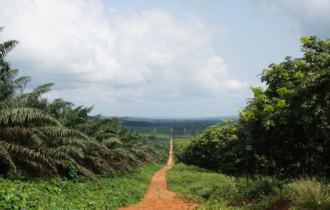 Imaginez un paysage vaste et ouvert. Au loin, un chemin de terre ocre serpente à travers des champs verdoyants, descendant doucement vers un horizon lointain. De chaque côté du chemin, de hauts arbres tropicaux aux feuilles épaisses se dressent, formant une sorte de mur végétal. Le ciel est large et lumineux, parsemé de quelques nuages blancs qui flottent doucement. Vous pouvez presque sentir l'air frais et léger, une douce brise qui transporte l'odeur de la terre humide. Ce paysage évoque une sensation de tranquillité et d'harmonie avec la nature, invitant à l'exploration.