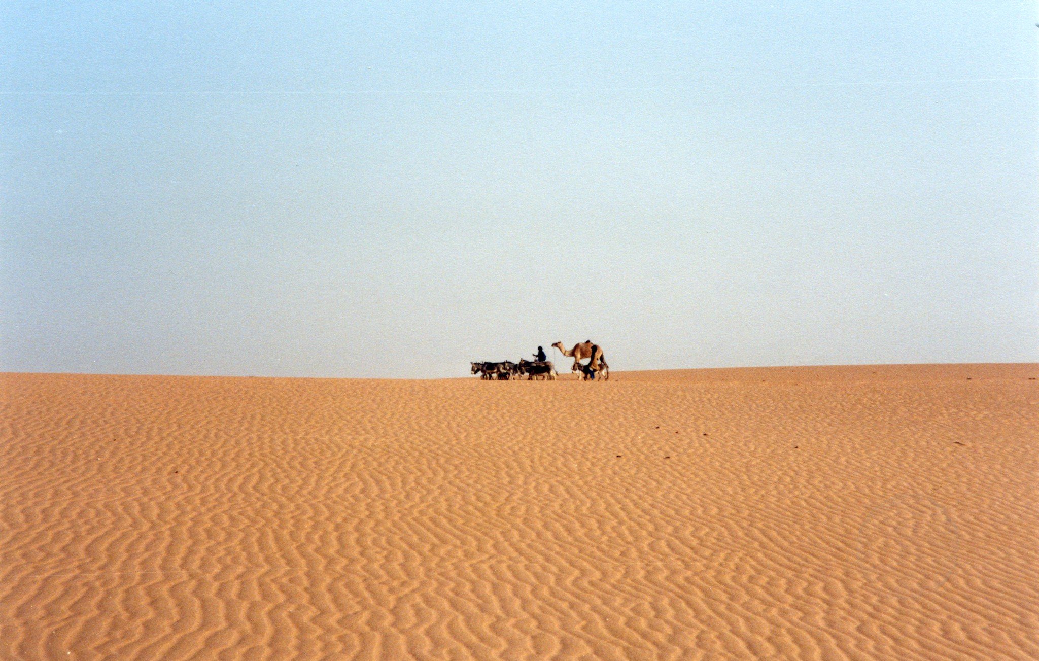 L'image montre un vaste paysage désertique. Le sol est fait de dunes de sable aux ondulations douces, créant un motif linéaire et fluide. À distance, on aperçoit un homme marchant aux côtés d'un chameau, tous deux se déplaçant lentement sur le sable. Le ciel est clair, avec une teinte douce qui contraste avec le doré du sable. L'atmosphère est paisible, presque intemporelle, évoquant l'immensité et la solitude du désert.