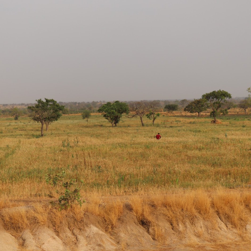 Cette image montre un vaste paysage de campagne. Au premier plan, on peut voir un sol légèrement incliné, avec une texture sèche et beige, indiquant une période de sécheresse. En arrière-plan, une étendue de champs couleur or se déploie, parsemée de quelques arbres verts à feuillage. Le ciel est couvert d'un léger nuage, créant une atmosphère calme et paisible. Au centre de la scène, une silhouette humaine, vêtue de rouge, se tient debout, semblant observer les alentours. L'ensemble dégage une impression de sérénité et de connexion avec la nature.