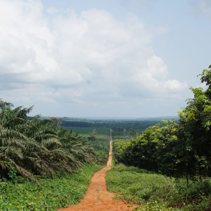 Imaginez un paysage vaste et ouvert. Au loin, un chemin de terre ocre serpente à travers des champs verdoyants, descendant doucement vers un horizon lointain. De chaque côté du chemin, de hauts arbres tropicaux aux feuilles épaisses se dressent, formant une sorte de mur végétal. Le ciel est large et lumineux, parsemé de quelques nuages blancs qui flottent doucement. Vous pouvez presque sentir l'air frais et léger, une douce brise qui transporte l'odeur de la terre humide. Ce paysage évoque une sensation de tranquillité et d'harmonie avec la nature, invitant à l'exploration.