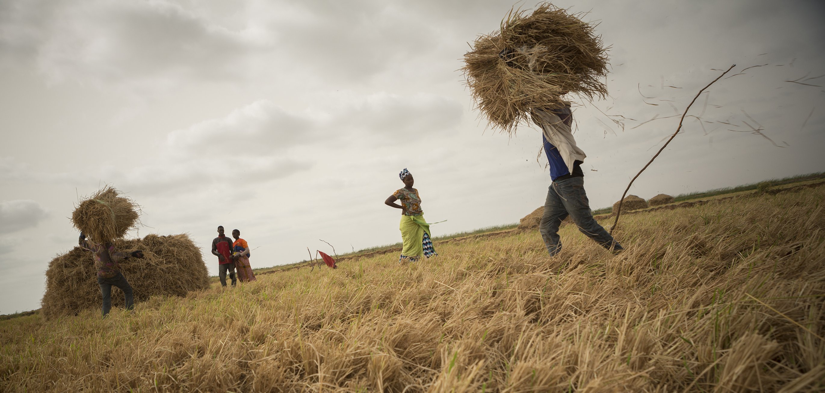 L'image montre un paysage de champ de riz où des travailleurs s'affairent à la récolte. Au premier plan, une personne soulève une gerbe de paille, tandis que d'autres groupes de personnes se tiennent à différentes distances, certaines attendant près de grands tas de paille. Le sol est recouvert d'une couche de paille dorée, témoignant de la récolte. Le ciel est nuageux, ce qui crée une lumière diffuse sur la scène, ajoutant une atmosphère calme et laborieuse à l'environnement. On peut imaginer la chaleur de la journée et les sons du travail, comme le bruit du froissement de la paille et les échanges entre les récolteurs.
