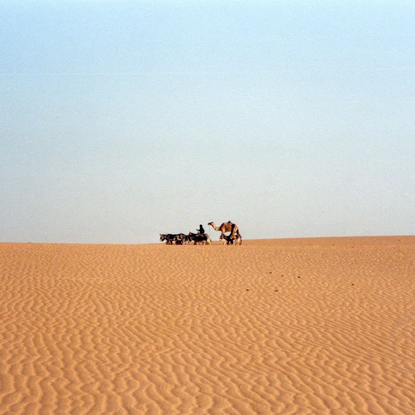 L'image montre un vaste paysage désertique. Le sol est fait de dunes de sable aux ondulations douces, créant un motif linéaire et fluide. À distance, on aperçoit un homme marchant aux côtés d'un chameau, tous deux se déplaçant lentement sur le sable. Le ciel est clair, avec une teinte douce qui contraste avec le doré du sable. L'atmosphère est paisible, presque intemporelle, évoquant l'immensité et la solitude du désert.