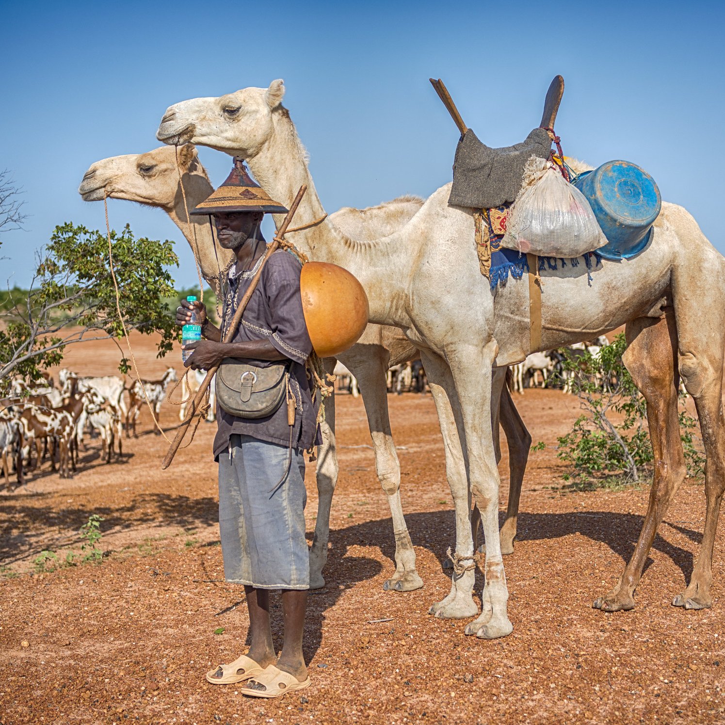 L'image montre un homme debout sur un sol rocailleux et désertique, entouré de deux chameaux. L'homme porte un chapeau traditionnel et tient dans une main un grand récipient rond. Il porte également une sorte de sac ou de besace. Les chameaux, l'un blanc et l'autre brun, portent des bagages sur leurs côtés. En arrière-plan, on peut apercevoir un groupe de chèvres qui paissent tranquillement sous un ciel bleu. L'atmosphère est chaude et ensoleillée, typique d'une région aride.