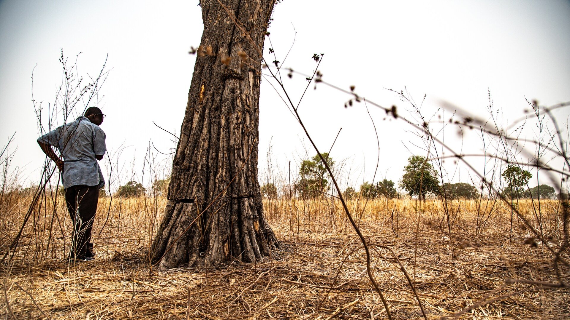 Dans cette image, on voit un homme debout près d'un grand arbre dans un paysage sec. L'arbre a un tronc épais et une écorce striée. Le sol est couvert de longues herbes jaunes et brunes, suggérant un environnement aride. À l'arrière-plan, on aperçoit quelques arbres dispersés dans la prairie, mais le paysage est principalement dégagé. L'homme, vêtu d'une chemise claire et de pantalons sombres, semble observer l'arbre avec attention. L'atmosphère générale évoque une sensation de calme, malgré la sécheresse du terrain.