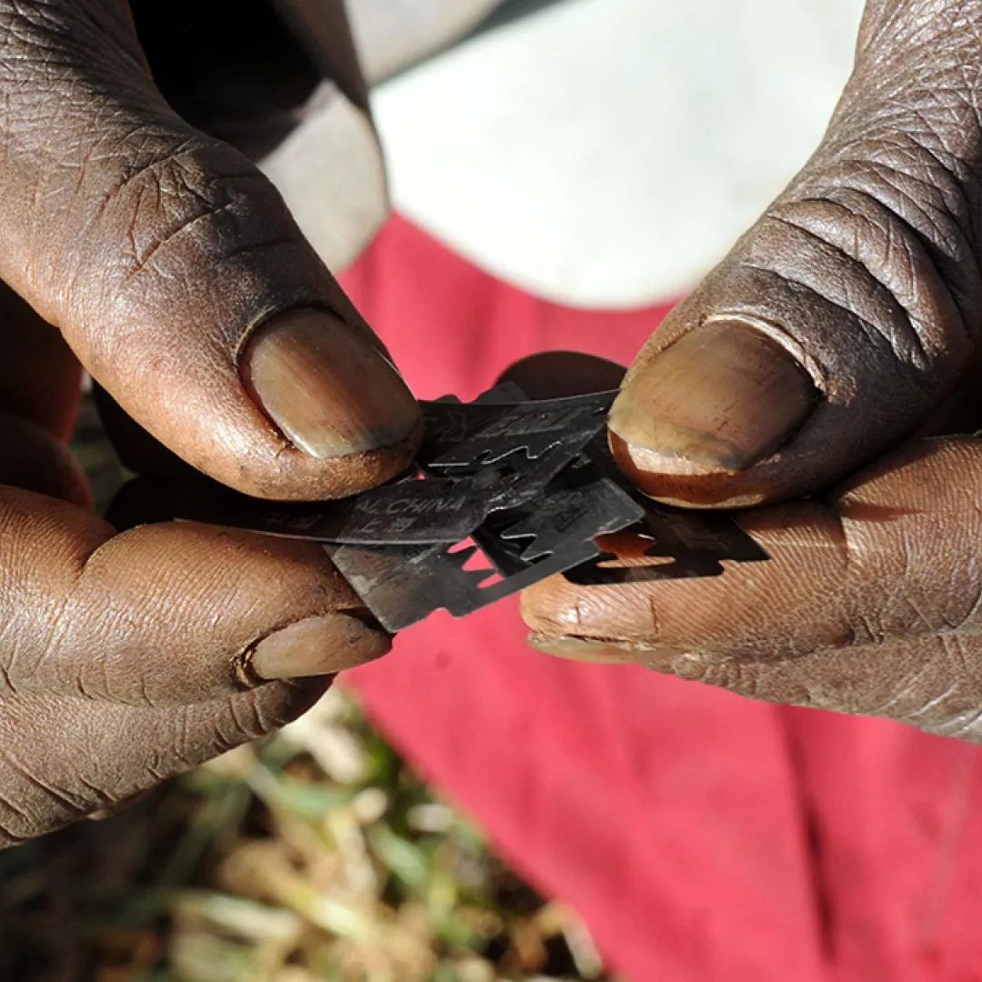 L'image montre des mains, aux doigts marqués et usés, tenant délicatement des lames de rasoir. La peau est foncée, avec des callosités et des signes visibles d'une vie de travail. Les lames sont métalliques et brillante, contrastant avec la texture rugueuse des mains. En arrière-plan, on devine une surface naturelle, peut-être de l'herbe ou de la terre, ce qui pourrait évoquer un environnement rural. L'ensemble dégage une impression de soin et de précaution dans la manipulation de ces objets tranchants.