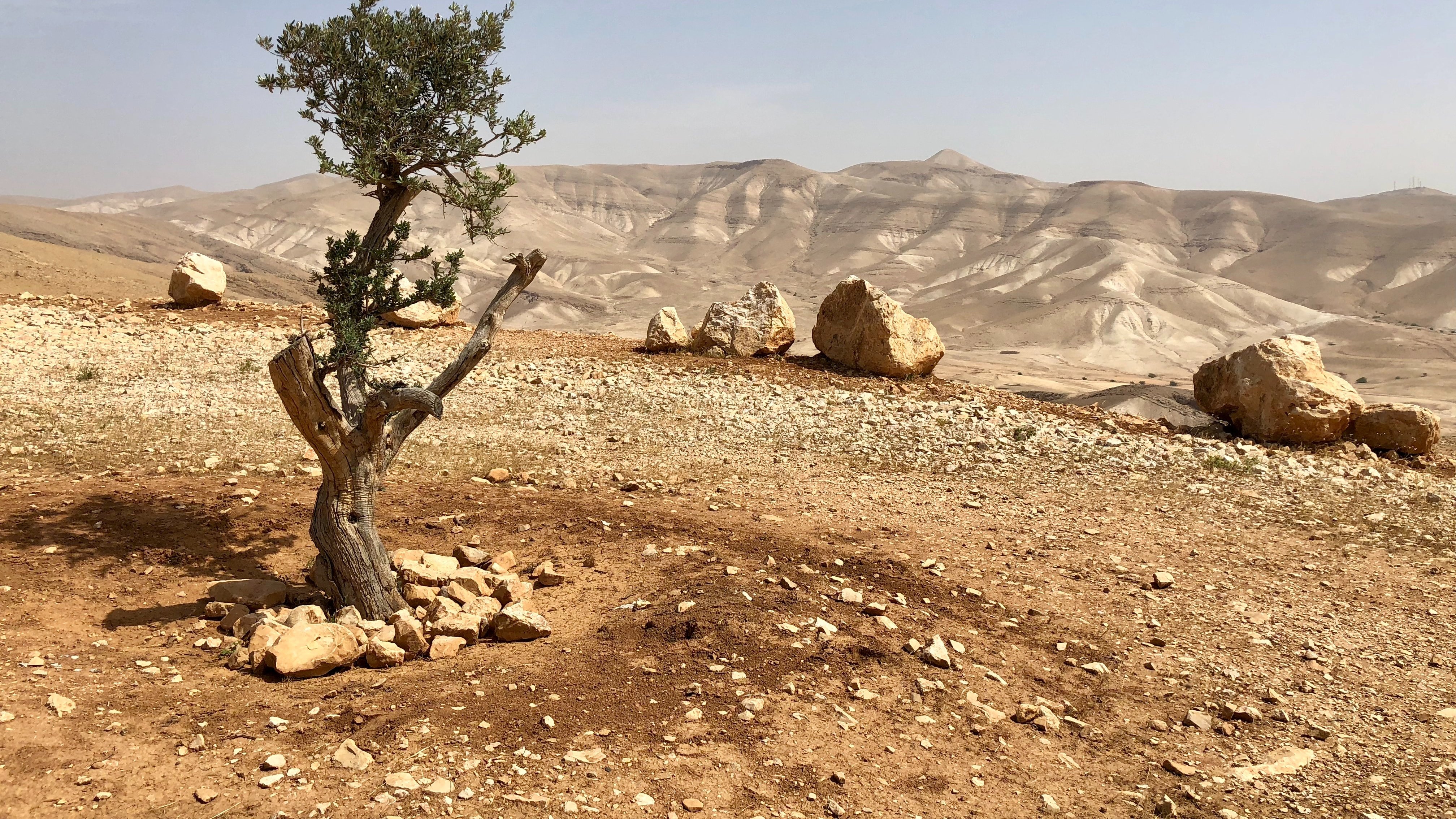 Cette image montre un paysage aride et désertique. Au premier plan, un petit arbre sec, avec une branche noueuse et des feuilles rares, se dresse solitaire sur un sol de terre ocre, parsemé de petites pierres. Autour de l'arbre, il y a un cercle de grosses pierres, peut-être pour le protéger. En arrière-plan, des collines douces et ondulées s'étendent à perte de vue, revêtues d'une teinte beige clair, évoquant un environnement sec et chaud. Le ciel est légèrement nuageux, ajoutant une douce lumière au paysage. L'ensemble crée une atmosphère de calme et de solitude dans ce milieu naturel.