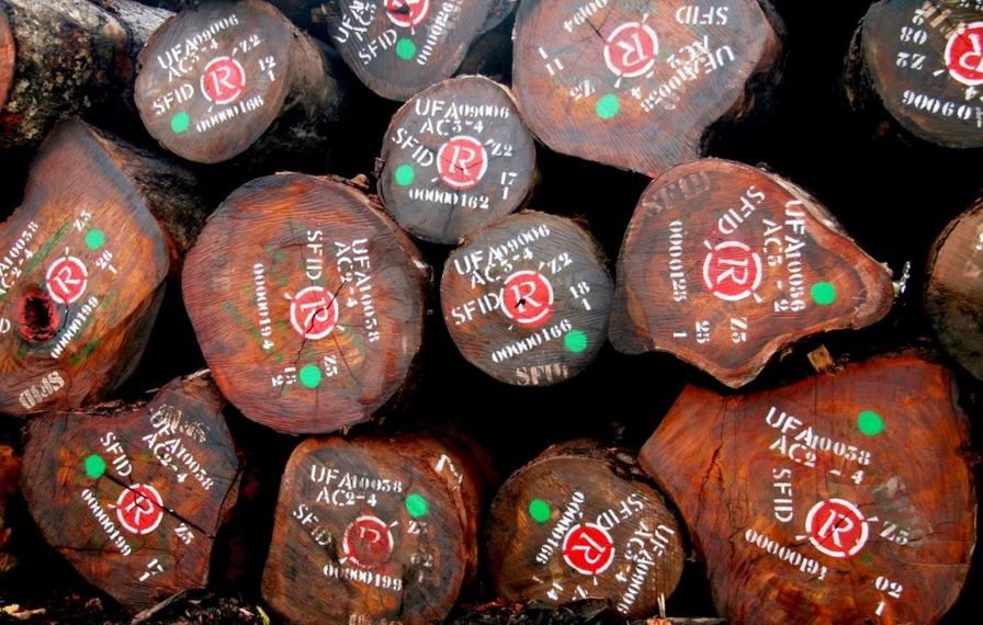 L'image montre un empilement de troncs d'arbre coupés, disposés sur le sol. Chaque rondin présente une surface lisse, révélant un bois riche en textures et en nuances de brun. Sur les troncs, on peut distinguer des marquages en peinture blanche et des points verts, suggérant une identification ou une classification. Les marquages ont une apparence bien définie, ce qui donne un aspect organisé à cet ensemble de rondins. L'atmosphère est naturelle, évoquant une scierie ou une zone de travail forestier. On peut presque sentir l'odeur du bois frais et écouter le calme de l'environnement.