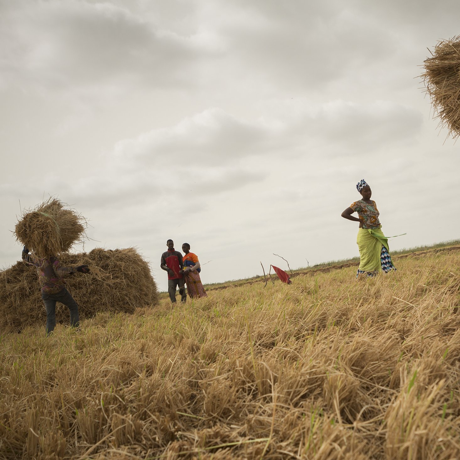 The image depicts a rural scene where several individuals are engaged in harvesting rice. In the foreground, one person is lifting a large bundle of straw or rice. In the background, a group of people can be seen working together, possibly stacking harvested straw into larger piles. The landscape appears to be an open field with golden, recently harvested rice plants scattered across the ground. The sky is overcast, suggesting a cloudy day. The atmosphere seems industrious, highlighting the communal effort in agricultural work.