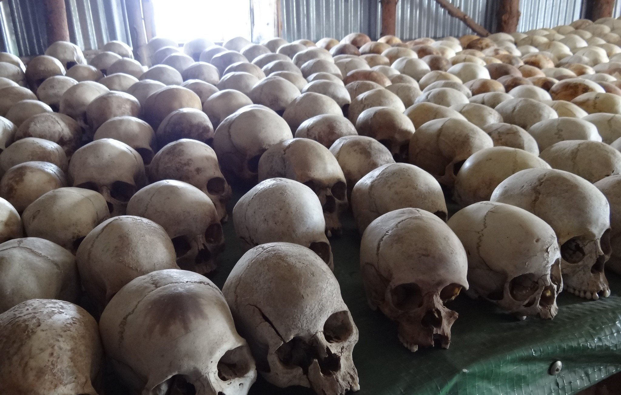 Cette image présente une vue d'un grand nombre de crânes humains disposés sur une surface, probablement une table ou un revêtement. Les crânes sont en différents tons de beige et de blanc, avec des textures osseuses visibles, et certains montrent des fissures ou des imperfections. L'éclairage provient d'une fenêtre derrière eux, créant un contraste entre l'ombre des crânes et la lumière qui pénètre dans la pièce. L'ensemble donne une impression de sérieux et de calme, accentuant la nature historique ou mémoriale de l'affichage.