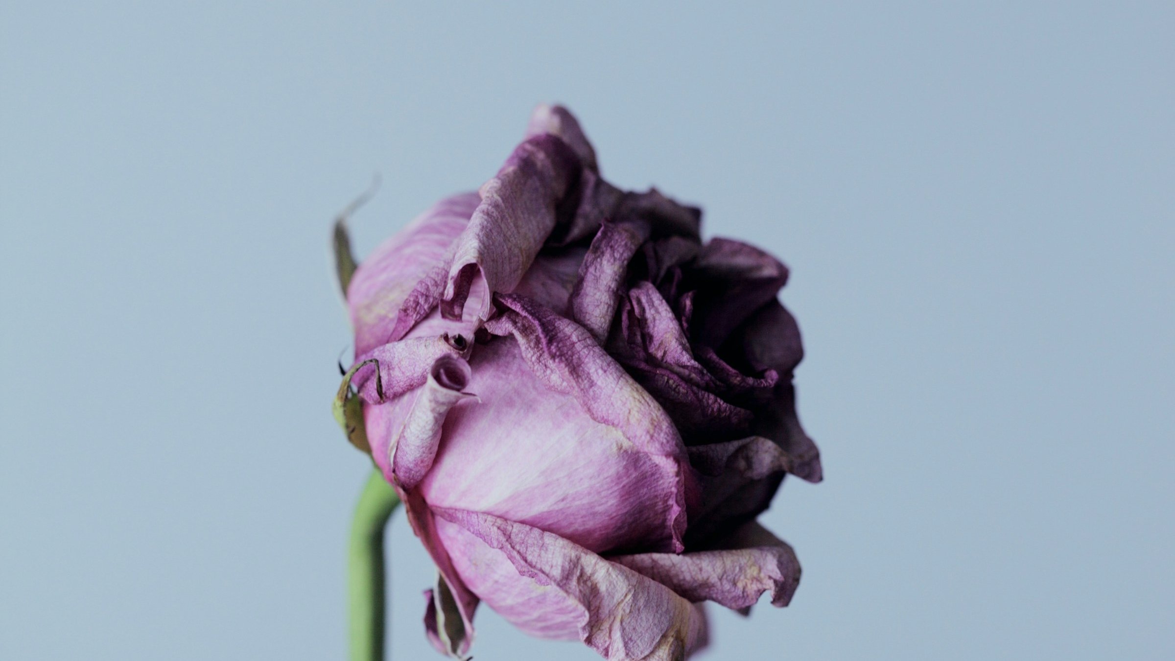 L'image présente une rose fanée, dont les pétales sont d'un violet doux qui frôle le mauve. Les contours des pétales sont délicatement fripés, témoignant du passage du temps. La tige, fine et élancée, est d'un vert pâle, contrastant avec la couleur plus sombre de la fleur. La rose est placée dans un vase en verre transparent, laissant transparaître la simplicité de la composition. L'arrière-plan est neutre, ce qui met en valeur la beauté délicate de la rose, malgré son état fané. L'ensemble évoque une certaine mélancolie, mais aussi une beauté intemporelle.