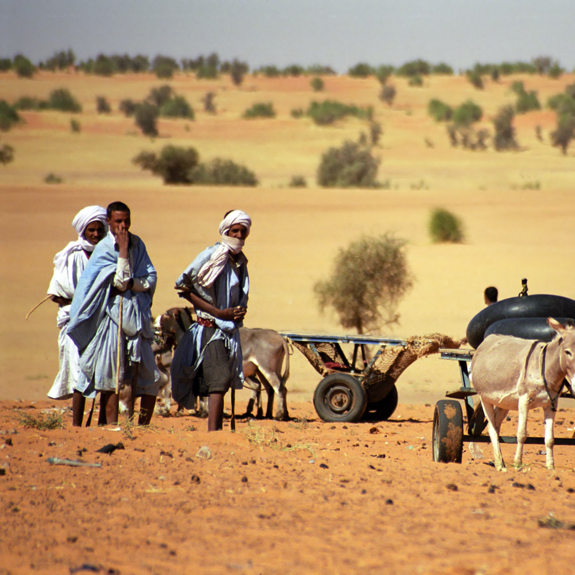 Dans cette image, vous pouvez imaginer un paysage désertique ensoleillé. Le sol est recouvert de sable doré, et au loin, on aperçoit des touffes de petits arbres. Au premier plan, deux hommes, vêtus de vêtements traditionnels, marchent à côté d'un âne qui tire une charrette. La charrette est simple, avec des roues en bois, et semble chargée. L'atmosphère dégage une sensation de chaleur et d'authenticité, typique des régions désertiques. À l'arrière, une silhouette d'un autre homme se profile, ajoutant à la scène un sentiment de communauté et de travail dans cet environnement aride.