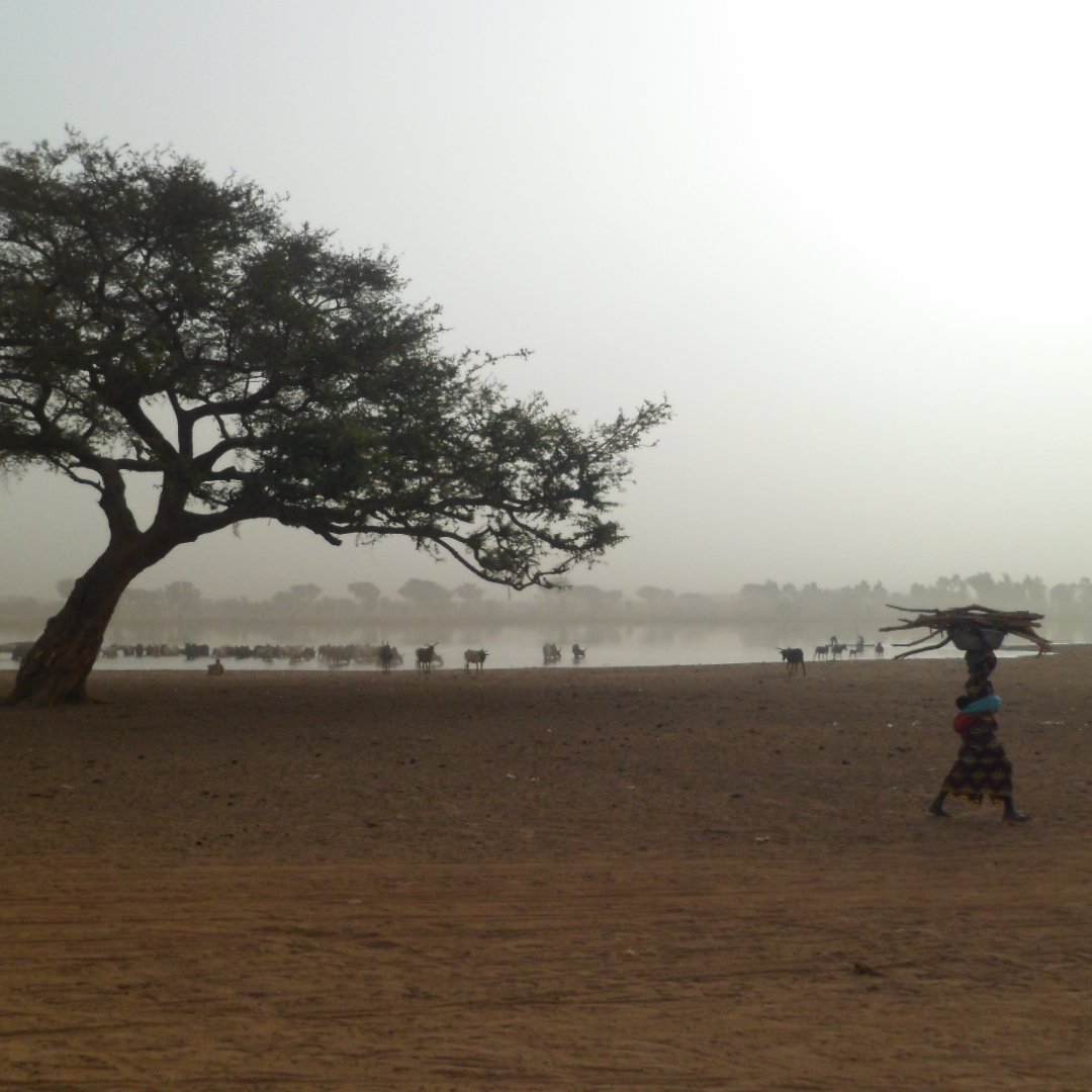 L'image montre un paysage aride dans une région sahélienne. Au premier plan, un grand arbre solitaire se dresse fièrement, ses branches s'étendant largement. La terre est sèche et poussiéreuse, avec une teinte brunâtre. À l'arrière-plan, on peut voir une étendue d'eau calme, probablement un lac ou un marécage, entouré d'arbres et de buissons. À droite, une femme transporte une charge sur sa tête, se dirigeant vers l'eau. L'atmosphère est légèrement brumeuse, suggérant une chaleur intense et un ciel clair, ce qui donne une impression de tranquillité et d'isolement.