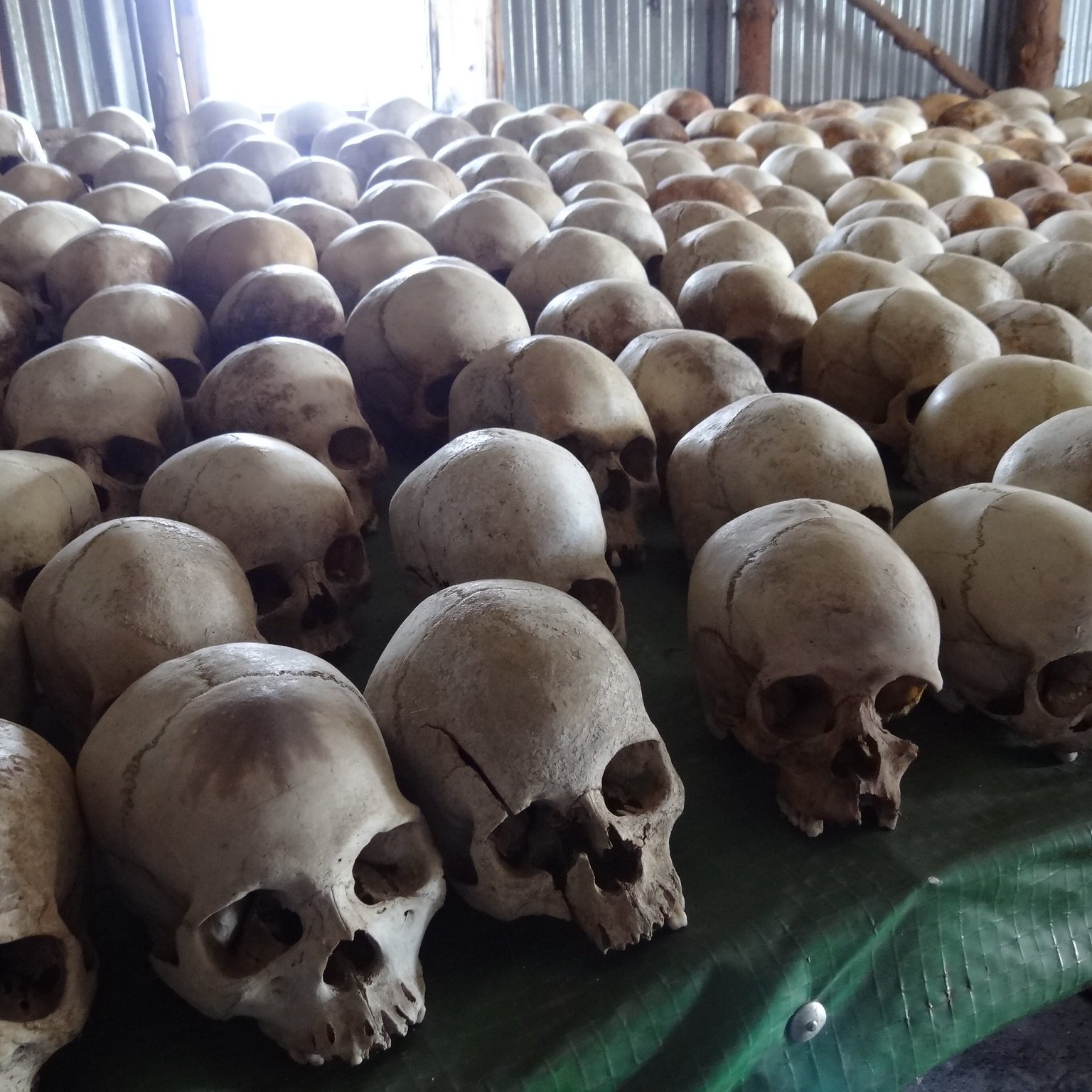 Cette image présente une vue d'un grand nombre de crânes humains disposés sur une surface, probablement une table ou un revêtement. Les crânes sont en différents tons de beige et de blanc, avec des textures osseuses visibles, et certains montrent des fissures ou des imperfections. L'éclairage provient d'une fenêtre derrière eux, créant un contraste entre l'ombre des crânes et la lumière qui pénètre dans la pièce. L'ensemble donne une impression de sérieux et de calme, accentuant la nature historique ou mémoriale de l'affichage.