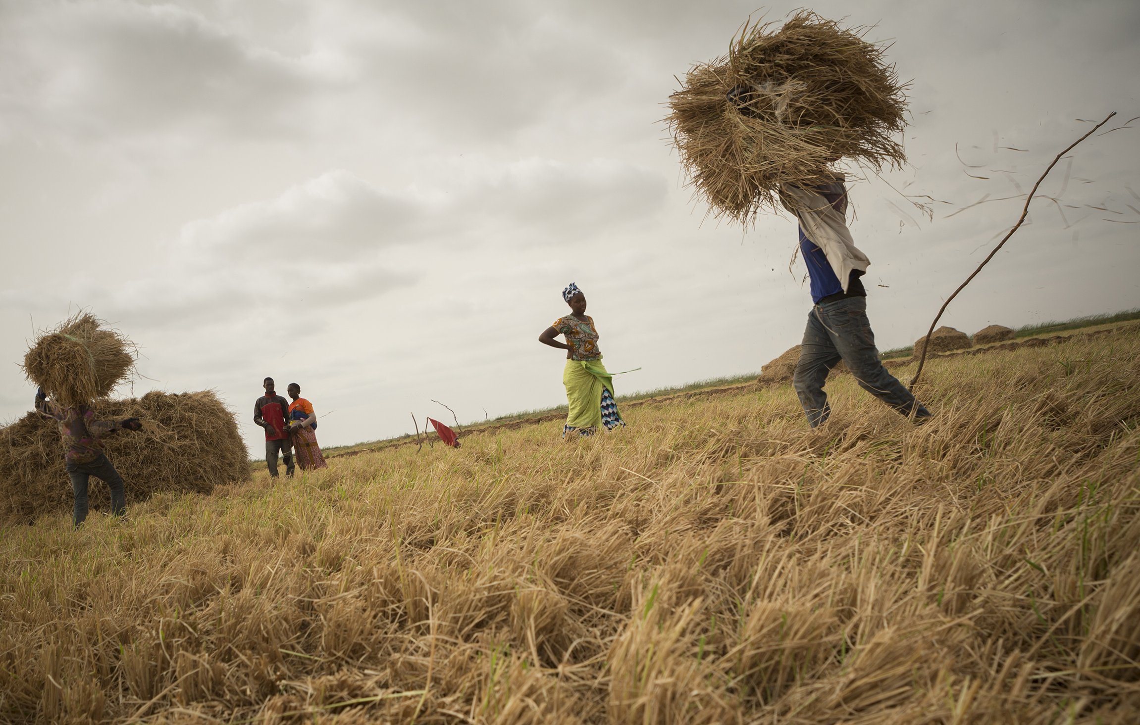 L'image montre un paysage de champ de riz où des travailleurs s'affairent à la récolte. Au premier plan, une personne soulève une gerbe de paille, tandis que d'autres groupes de personnes se tiennent à différentes distances, certaines attendant près de grands tas de paille. Le sol est recouvert d'une couche de paille dorée, témoignant de la récolte. Le ciel est nuageux, ce qui crée une lumière diffuse sur la scène, ajoutant une atmosphère calme et laborieuse à l'environnement. On peut imaginer la chaleur de la journée et les sons du travail, comme le bruit du froissement de la paille et les échanges entre les récolteurs.