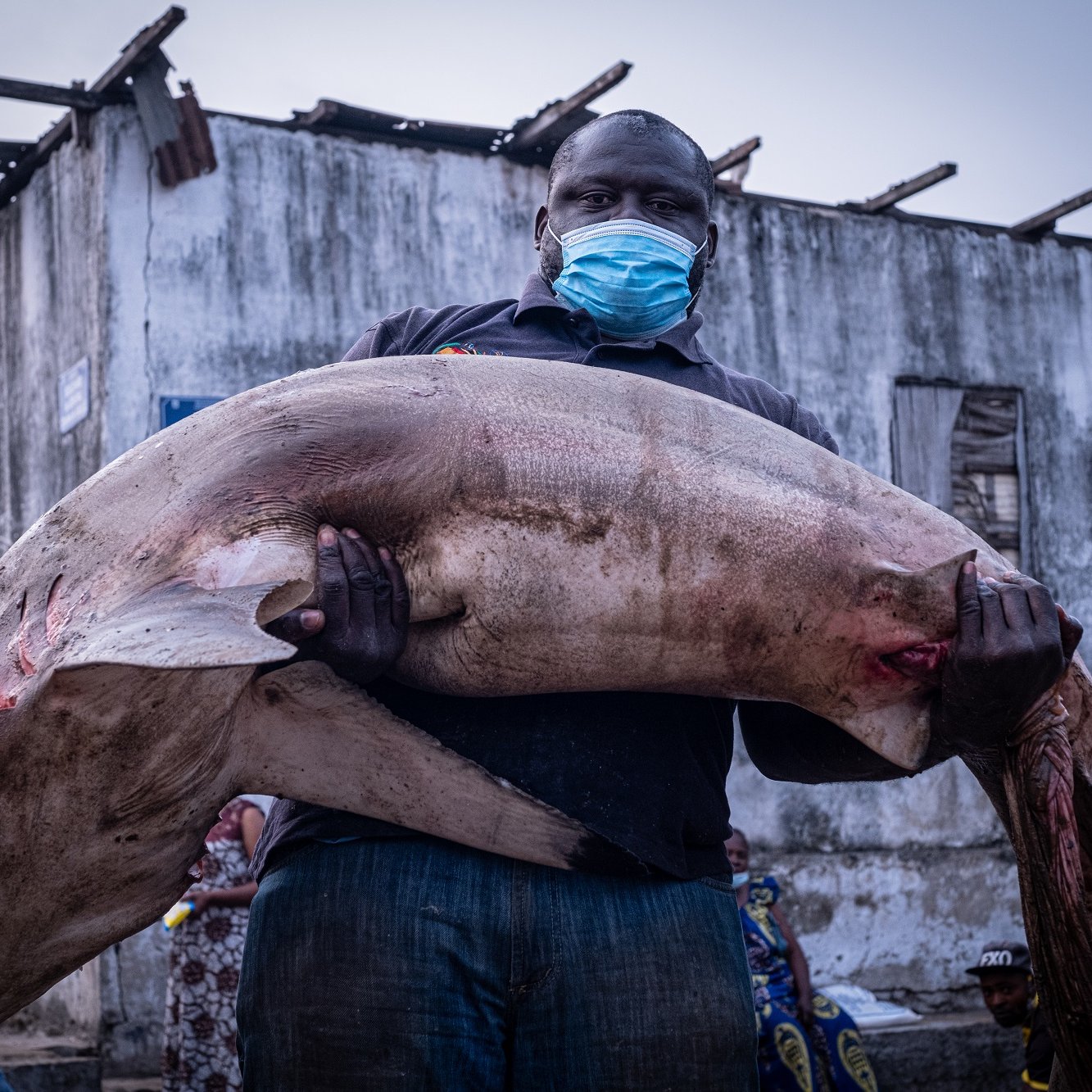 L'image montre un homme portant un gros poisson. Il est debout, affichant une expression sérieuse. Le poisson est d'une taille impressionnante, avec une peau claire et des coupures visibles sur son corps, ce qui suggère qu'il vient d'être pêché. L'homme porte un masque bleu, indiquant la nécessité de se protéger, possiblement en raison de l'environnement ou d'une pandémie. En arrière-plan, on aperçoit des bâtiments délabrés, ce qui donne une idée d'un cadre urbain ou portuaire. L'atmosphère générale est celle d'un marché de poissons ou d'une activité de pêche.