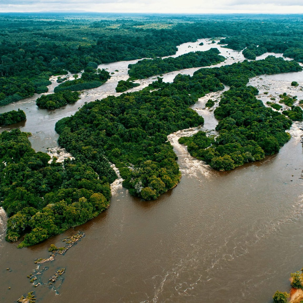 Imaginez une vaste étendue de nature sauvage, où de larges rivières serpentent à travers un écran dense de verdure. Cette scène évoque un paysage tropical, où la lumière du soleil joue sur la surface de l'eau. Les rivières, aux teintes brunes, contournent des îlots couverts d'arbres et de buissons, créant un motif harmonieux de courbes et de reflets. Au loin, des collines se dessinent, soulignant l'immensité et la richesse de cette jungle luxuriante, propice à la vie sauvage. L'air est chargé des sons apaisants de l'eau qui coule et du chant des oiseaux, rappelant l'énergie vivante de cet écosystème.