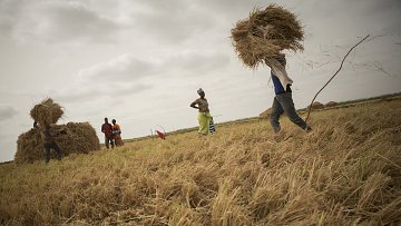 L'image montre un paysage de champ de riz où des travailleurs s'affairent à la récolte. Au premier plan, une personne soulève une gerbe de paille, tandis que d'autres groupes de personnes se tiennent à différentes distances, certaines attendant près de grands tas de paille. Le sol est recouvert d'une couche de paille dorée, témoignant de la récolte. Le ciel est nuageux, ce qui crée une lumière diffuse sur la scène, ajoutant une atmosphère calme et laborieuse à l'environnement. On peut imaginer la chaleur de la journée et les sons du travail, comme le bruit du froissement de la paille et les échanges entre les récolteurs.