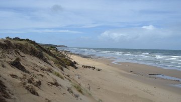 Imaginez une plage tranquille, où le sable doré s'étend à perte de vue, bordée par des dunes douces et ondulantes. À gauche, des herbes et quelques buissons verdoyants se dressent sur les dunes, contraste parfait avec le ciel bleu souvent parsemé de nuages blancs et légers. En face, les vagues de l'océan viennent doucement toucher le rivage, créant un son apaisant. Au loin, on aperçoit un groupe de personnes, peut-être des marcheurs, qui se déplacent lentement le long de la plage, ajoutant une touche de vie à ce paysage naturel serein. Le tout évoque une atmosphère de calme et de connexion avec la nature.